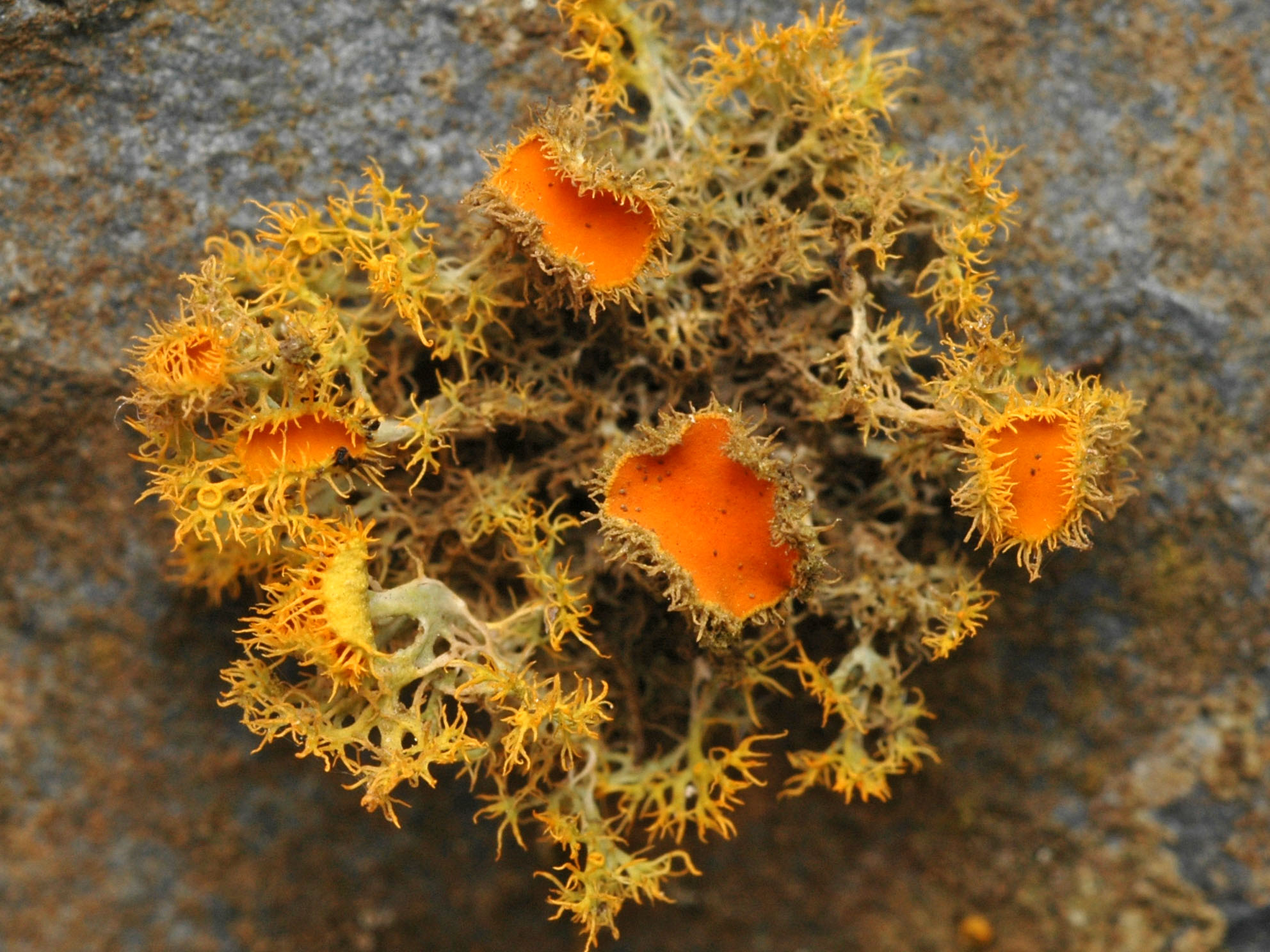 Представитель Семейства Teloschistaceae